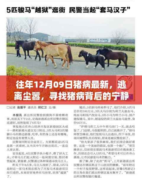 猪病背后的宁静美景,一场心灵之旅与每年的12月09日猪病最新动态探索